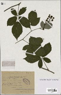 spécimen de Rubus lasiothyrsus