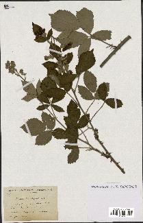 spécimen de Rubus lasiothyrsus