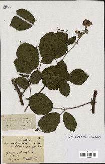 spécimen de Rubus lasiothyrsus