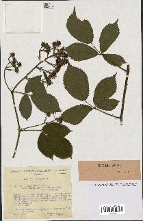 spécimen de Rubus insericatus