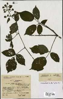 spécimen de Rubus insericatus