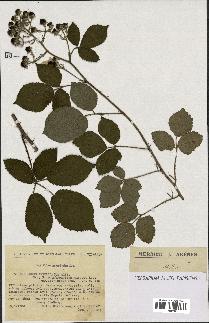 spécimen de Rubus insericatus