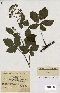 spécimen de Rubus insericatus