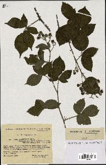 spécimen de Rubus insericatus