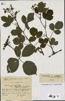 spécimen de Rubus insericatus