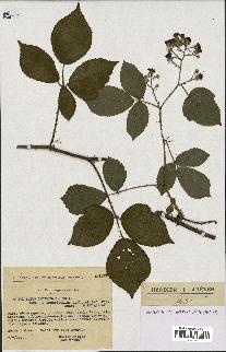 spécimen de Rubus insericatus