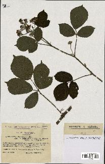 spécimen de Rubus insericatus