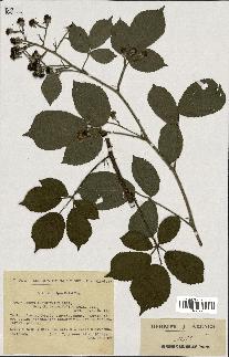 spécimen de Rubus insericatus