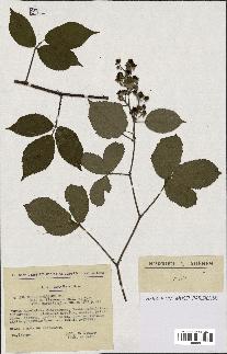 spécimen de Rubus foliosus