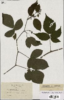 spécimen de Rubus foliosus