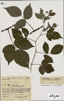 spécimen de Rubus foliosus