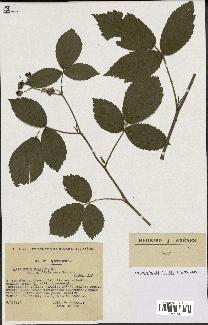 spécimen de Rubus foliosus