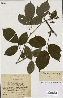 spécimen de Rubus foliosus