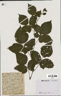 spécimen de Rubus dumetorum