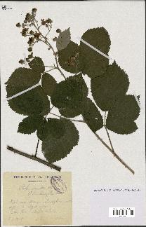 spécimen de Rubus argenteus