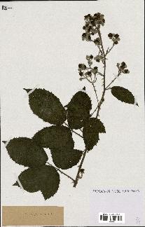 spécimen de Rubus albiflorus