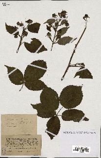 spécimen de Rubus sulcatus