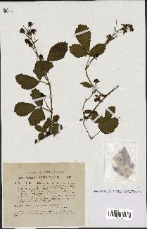 spécimen de Rubus sulcatus