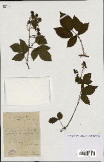 spécimen de Rubus sulcatus