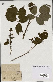 spécimen de Rubus fastigiatus