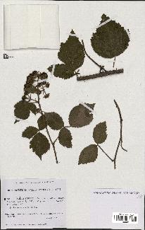 spécimen de Rubus rosaceus