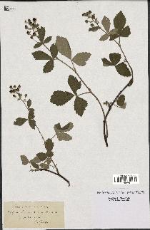 spécimen de Rubus tomentosus