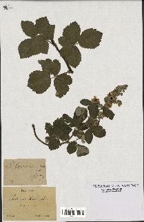 spécimen de Rubus tomentosus