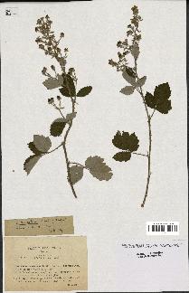 spécimen de Rubus tomentosus