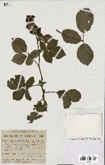 spécimen de Rubus rhamnifolius