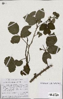 spécimen de Rubus rhamnifolius