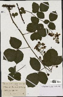 spécimen de Rubus sp.