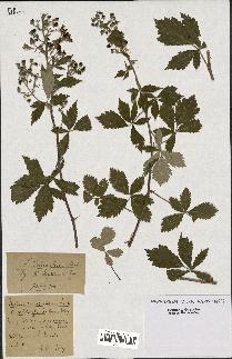 spécimen de Rubus tomentosus