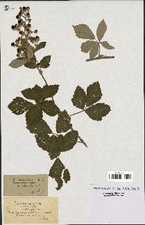 spécimen de Rubus tomentosus