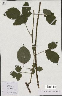 spécimen de Rubus nemorosus