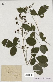 spécimen de Rubus nemorosus