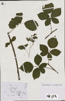 spécimen de Rubus nemorosus