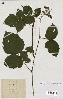 spécimen de Rubus nemorosus