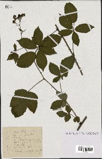 spécimen de Rubus nitidus