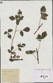 spécimen de Rubus tomentosus