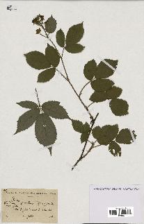 spécimen de Rubus sp.