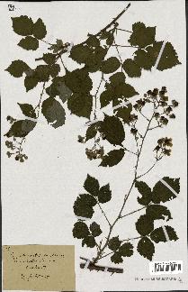 spécimen de Rubus acuminatus