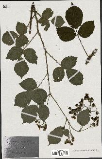 spécimen de Rubus acuminatus