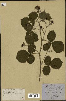 spécimen de Rubus sp.