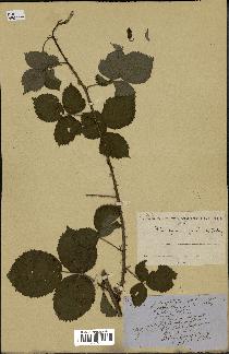 spécimen de Rubus sp.