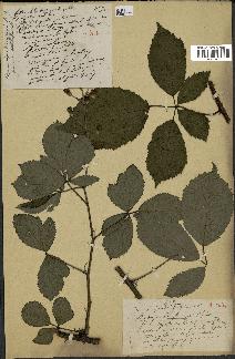 spécimen de Rubus carpinifolius