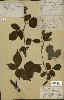 spécimen de Rubus affinis