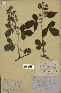 spécimen de Rubus radula