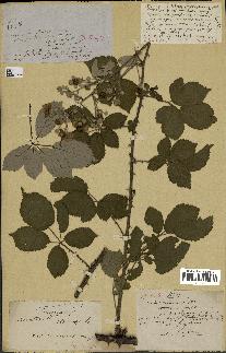 spécimen de Rubus sp.