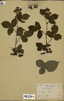 spécimen de Rubus nitidus