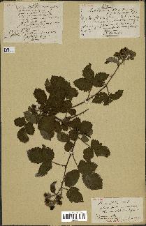 spécimen de Rubus nitidus